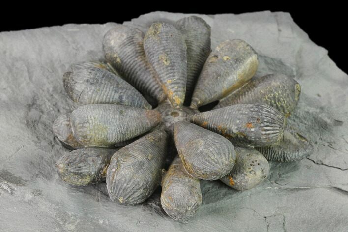 Jurassic Fossil Urchin (Firmacidaris) - Amellago, Morocco #139454